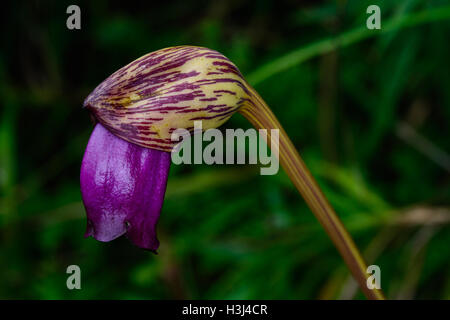 Aeginetia indica L. is a medicinal plant species. Much of the area is quite damp in the forest. Stock Photo