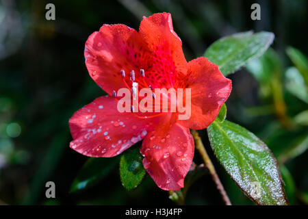 Rhododendron arboreum Smith subsp. delavayi (Franch.) Chamberlain, ERICACEAE, Delavay's Rhododendron Stock Photo