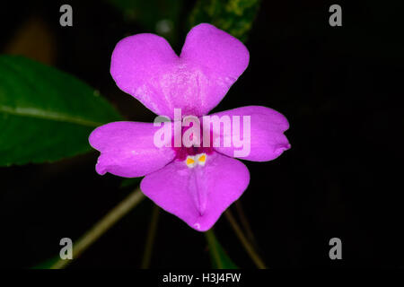 Impatiens violiflora Hook.f. a medicinal plant Like in the damp forests. Stock Photo