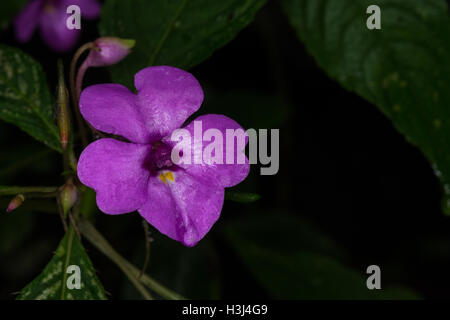 Impatiens violiflora Hook.f. a medicinal plant Like in the damp forests. Stock Photo