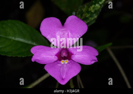 Impatiens violiflora Hook.f. a medicinal plant Like in the damp forests. Stock Photo