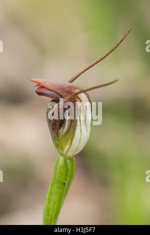Pterostylis pedunculata, Maroonhood Orchid at Baluk Willam Flora Reserve, Belgrave South, Victoria, Australia Stock Photo