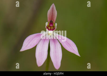 Caladenia carnea, Pink Fingers Orchid at Baluk Willam Flora Reserve, Belgrave South, Victoria, Australia Stock Photo