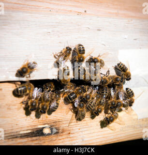 Honey bees entering and exiting a beehive in Autumn Stock Photo