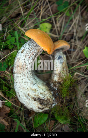 Orange birch bolete mushrooms near Lambley, Northumberland, UK Stock Photo