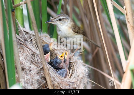 The nest of the Paddyfield Warbler in nature.  Russia, the Ryazan region (Ryazanskaya oblast), the Pronsky District. Nowomitschu Stock Photo