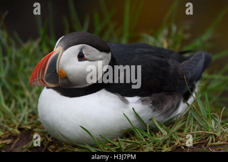 Atlantic puffin, Fratercula arctica, Borgarfjordur Eystri, Iceland Stock Photo