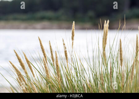 Grass blowing in the wind on Findhorn Beach Stock Photo