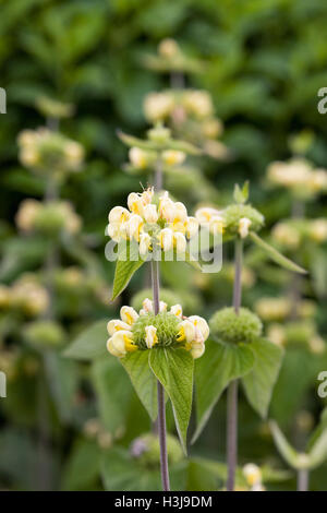 Phlomis fruticosa. Jerusalem sage flower. Stock Photo