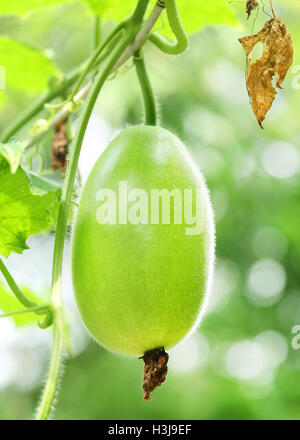 Wax gourd or Chalkumra of Indian subcontinent Stock Photo