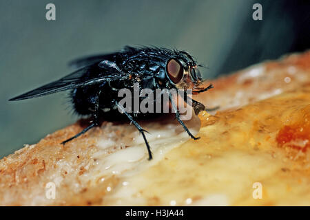A housefly eating marmalade from toast in a garden during an alfresco breakfast. It sucks up the marmalade through its proboscis Stock Photo