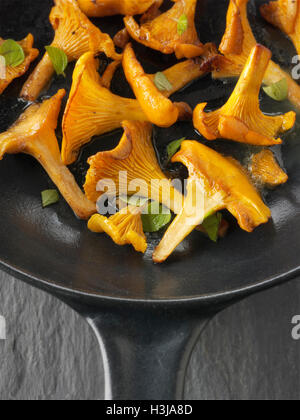 Wiild organic chanterelle or girolle Mushrooms (Cantharellus cibarius) or sauteed in butter and herbs Stock Photo