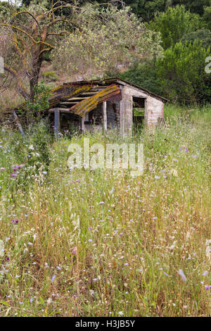 An old Greek shed stands dilapidated in a field of wildflowers, Greece. Stock Photo