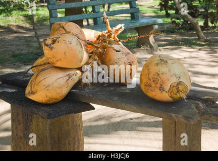 Fresh kings coconuts on wood structure in Sri Lanka, Asia. Stock Photo
