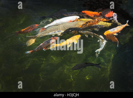 Colorful red yellow orange and white koi fish closeup in pond Stock Photo