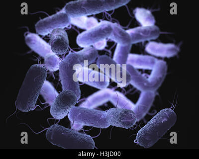 Enterobacteriaceae: large family of Gram-negative bacteria that includes many of the more familiar pathogens. Stock Photo