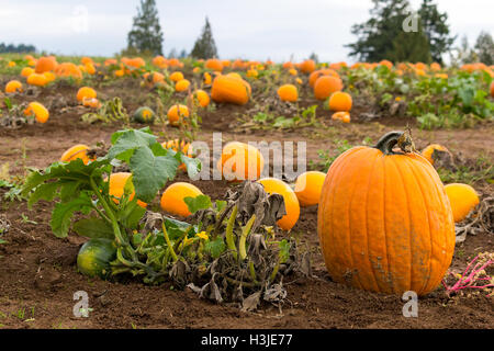 Pumpkin Patch in Rural Farmland Oregon during Fall Season Stock Photo