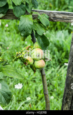 flower of apple tree in latin Malus Domestica flowering plant ...