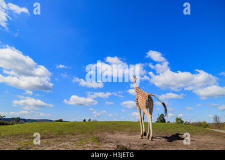 Giraffe walking in the beautiful West Midland Safari Park on APR 23, 2016 at Spring Grove, United Kingdom Stock Photo