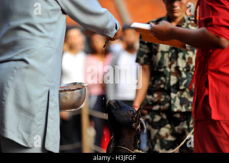 Kathmandu, Nepal. 10th Oct, 2016. A Nepalese priest offering ritual puja before prepare to slaughter a goat on the occasion of Navami, ninth day of Dashain Festival at Basantapur Durbar Square, Kathmandu, Nepal on Monday, October 10, 2016. The temple opens once in a year for public on Navami Day. Dashain is the most auspicious and biggest celebrated festival in Nepal, which reflects age old traditions and the devotion of the Nepalese towards Goddess Durga. Credit:  Narayan Maharjan/Pacific Press/Alamy Live News Stock Photo