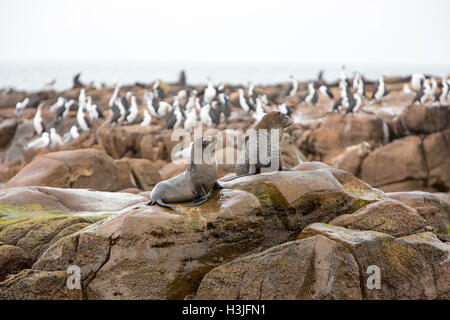 New zealand fur seals and gulls on white point,North Cape,Kangaroo island,South australia Stock Photo