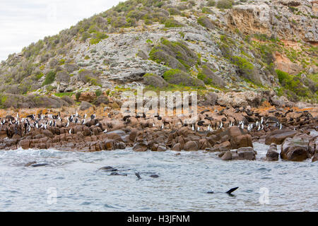 New zealand fur seals and gulls on white point,North Cape,Kangaroo island,South australia Stock Photo