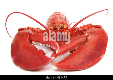 Cooked European common lobster isolated a white background Stock Photo