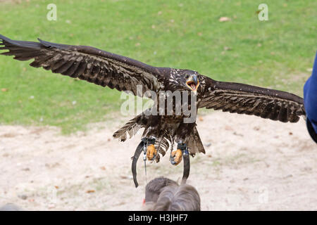 flying young bald eagle (Haliaeetus leucocephalus), Wildpark Schwarze Berge, Rosengarten, Lower Saxony, Germany Stock Photo