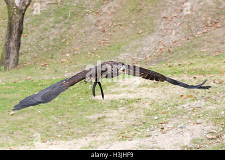 flying young bald eagle (Haliaeetus leucocephalus), Wildpark Schwarze Berge, Rosengarten, Lower Saxony, Germany Stock Photo