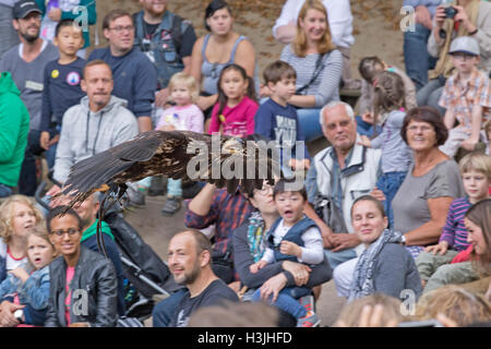 young bald eagle (Haliaeetus leucocephalus), Wildpark Schwarze Berge, Rosengarten, Lower Saxony, Germany Stock Photo