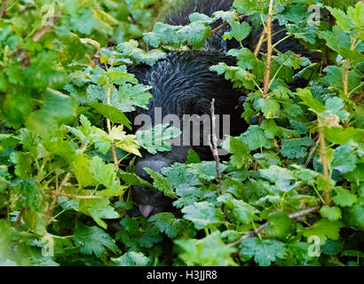 Baby Black Bear Eating Berries Stock Photo