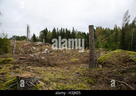 Stumps in a newly clear cut forest area Stock Photo