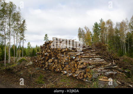 Birch tree logs in a woopile by autumn in a swedish forest Stock Photo