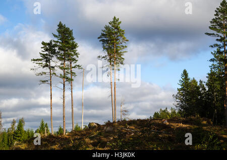 Group of tall standing pine trees on a hill in a swedish forest Stock Photo