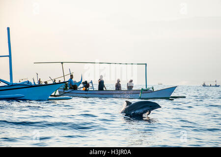 Bali Indonesia free Dolphin boat Watching at Lovina Beach Stock Photo