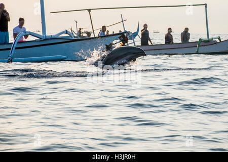 Bali Indonesia free Dolphin boat Watching at Lovina Beach 2 Stock Photo