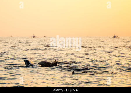 Bali Indonesia free Dolphin boat Watching at Lovina Beach 6 Stock Photo