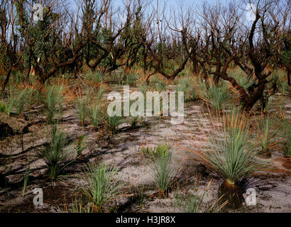 Regeneration 13 weeks after bushfire: Stock Photo