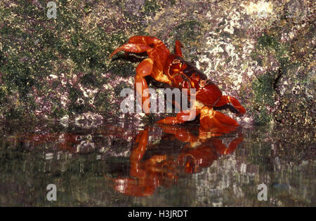 Christmas Island red crab (Gecarcoidea natalis) Stock Photo