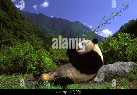 Giant panda (Ailuropoda melanoleuca) Stock Photo