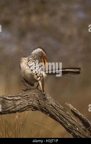 Eastern yellow-billed hornbill (Tockus flavirostris) Stock Photo