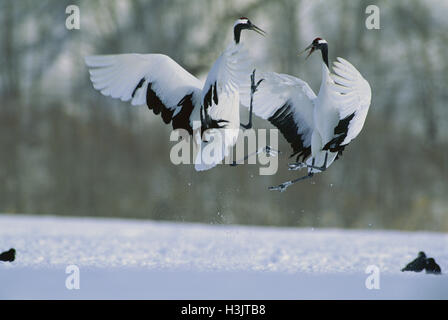 Red-crowned crane (Grus japonensis) Stock Photo