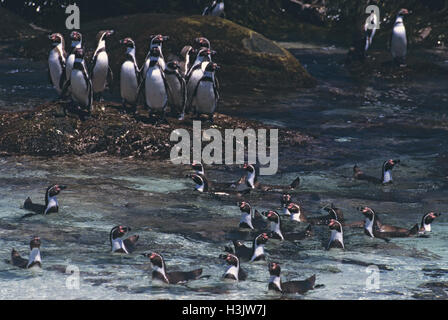 Humboldt penguin (Spheniscus humboldti) Stock Photo
