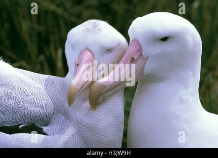 Wandering albatross (Diomedea exulans), breeding pair. Prion Island, South Georgia, Antarctica Stock Photo