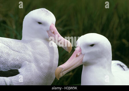 Wandering albatross (Diomedea exulans) Stock Photo