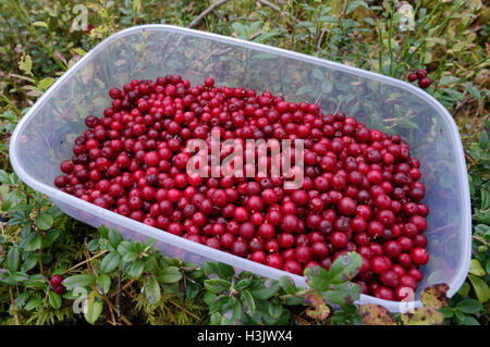 Freshly picked lingonberries food box as seen in the growth of lingonberries. Estonia. Stock Photo