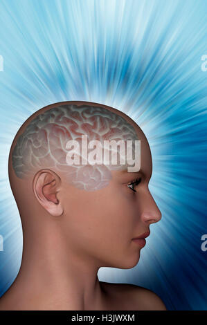 3d rendered illustration of the female brain Stock Photo - Alamy