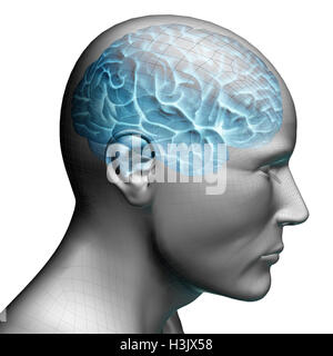 human brain showing on a 3D rendered male model Stock Photo