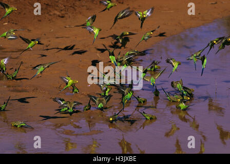 Budgerigar (Melopsittacus undulatus) Stock Photo