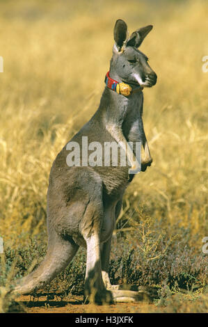 Red kangaroo (Macropus rufus) Stock Photo